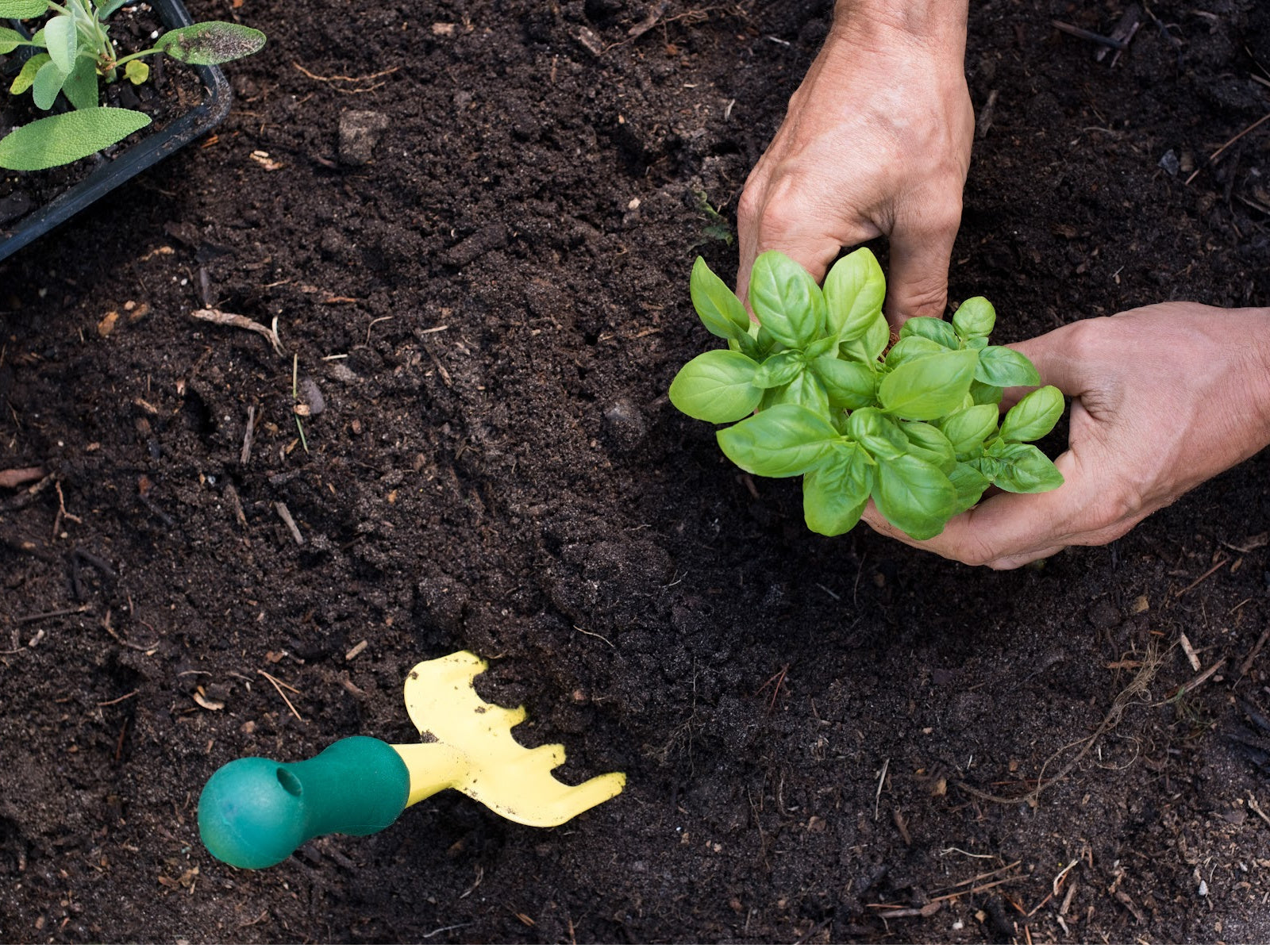 Digging In, Drying Out: The Truth About Gardeners’ Hands (and How to Fix Them)